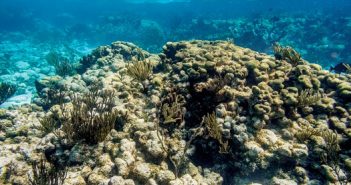 Empowering Global Volunteers to Protect Great Barrier Reef