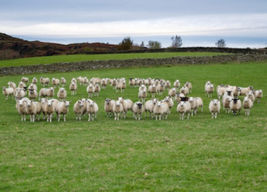 CSIRO develops real-time system to estimate sheep liveweight and fleece weight