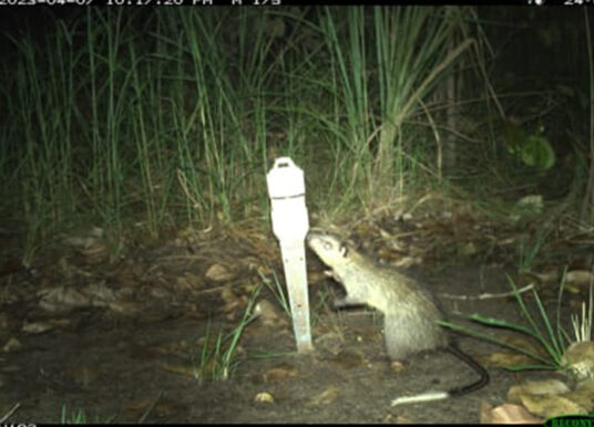 Rangers reimagine AI in wildlife monitoring